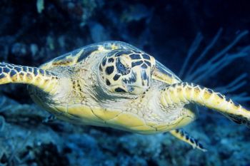 Hawksbill Turtle in The Cayman Islands by Eric Bancroft 
